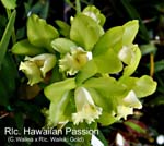 Rlc. Hawaiian Passion (C. Wailea x Rlc. Waikiki Gold)_0893