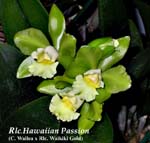 Rlc. Hawaiian Passion 3580