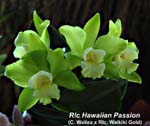 Rlc. Hawaiian Passion_6989