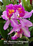 Rlc. Hawaiian Progress (Rlc. Fred Stewart x C. Bonanza)_1239