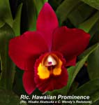 Rlc. Hawaiian Promenience_5462