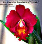 Rlc. Hawaiian Prominence 1366