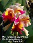 Rlc. Hawaiian Super Flare (Blc. Hawaiian Lightning x Rlc. Toshie Aoki)_0713