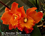 Rlc. Hawaiian Thrill_7602