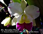 Rlc. Hawaiian Wizard (C. Memoria Robert Strait x Blc. Hillary Rodham Clinton)_0387