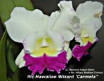Rlc. Hawaiian Wizard _4612