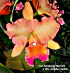 Rlc. Helping Hands x Rlc Goldenzella 0840