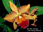 Rlc. Hide Akatsuka x Rlc. Volcano Delicious_6825