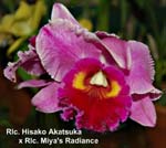 Rlc. Hisako Akatsuka ' x Rlc. Miya's Radiance_4253