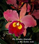 Rlc. Hisako Akatsuke x Rlc Toshie Aoki_9517