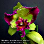 Rlc. Hwa Yaun Grace 2901