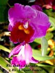 Rlc. Ikuko Akatsuka x Rlc. Elegant Dancer_1183