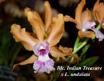 Rlc. Indian Treasure x L. undulata_7020