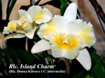 Rlc. Island Charm_5780
