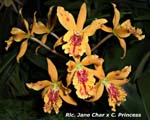 Rlc. Jane Char x C. Princess_050