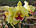 Rlc. Jitra 19188 x Rlc. Goldenzella 'Lemon Chiphon'_5012
