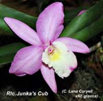 Rlc. Junkas Cub_9062