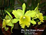 Rlc. Kat Green Power (Rlc. Ports of Paradise x Rlc. Golden Square)_1707