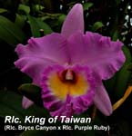 Rlc. King of Taiwan (Rlc. Bryce Canyon x Rlc. Purple Ruby)_5097