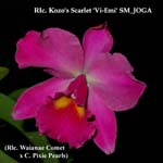 Rlc. Kozo's Scarlet 3219
