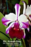 Rlc. Kuwale Gem_6628
