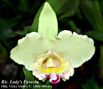 Rlc. Lady's Favorite _5728