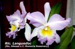 Rlc. Languedoc _6660