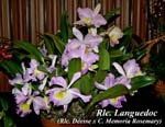 Rlc. Languedoc_4393