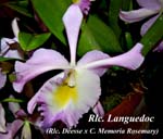 Rlc. Languedoc_4394