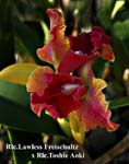 Rlc. Lawless Freischultz x Rlc. Toshie Aoki _7613