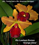 Rlc. Lawless Romeo _7020