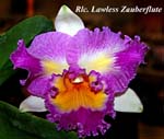 Rlc. Lawless Zauberflute maroon-blue_7100