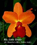 Rlc. Little Toshie (C. Beaufort x Rlc. Toshie Aoki)_0367