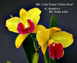 Rlc. Little Toshie 1080