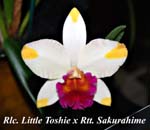 Rlc. Little Toshie x Rtt. Sakurahime_4391