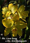 Rlc. Love Song x Rlc. Erin Kobayashi_7794