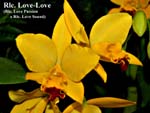 Rlc. Love-Love _5379