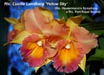 Rlc. Lucille Lundberg 'Yellow Sky'_5222