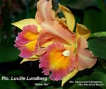 Rlc. Lucille Lundberg 'Yellow Sky'_5225