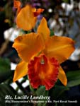 Rlc. Lucille Lundberg (Rlc. Hausermann's Symphony x Rlc. Port Royal Sound)_2894