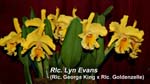 Rlc. Lyn Evans (Rlc. George King x Rlc. Goldenzelle)_4386