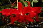 Rlc. Maggie McKensie_8443