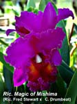 Rlc. Magic of Mishima (Rlc. Fred Stewart x C. Drumbeat)_0834