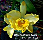 Rlc. Mahaka Gold x Rlc. His Light_8137