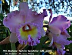 Rlc. Mahina Yahiro _5041