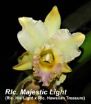 Rlc. Majestic Light (Rlc. His Light x Rlc. Hawaiian Treasure)_0873
