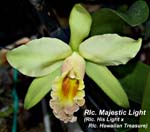 Rlc. Majestic Light (Rlc. His Light x Rlc. Hawaiian Treasure)_3699