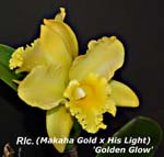 Rlc. Makaha Gold x Rlc. His Light 'Golden Glow' _2925