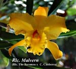 Rlc. Malvern (Rlc. The Baroness x C. Canberra)_1192