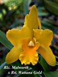 Rlc. Malworth x Rtt. Wattana Gold 4598